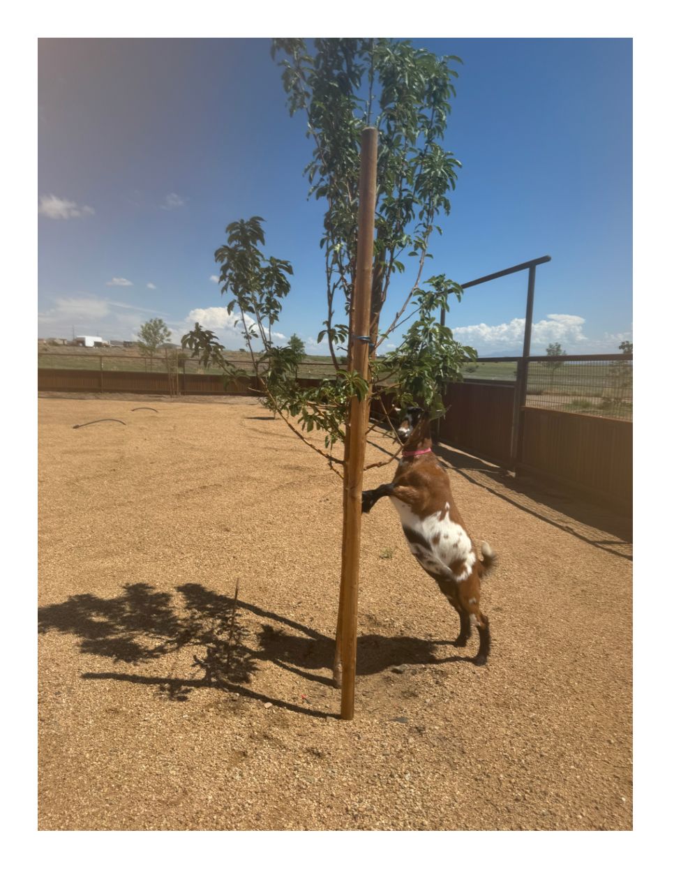 A curious goat exploring