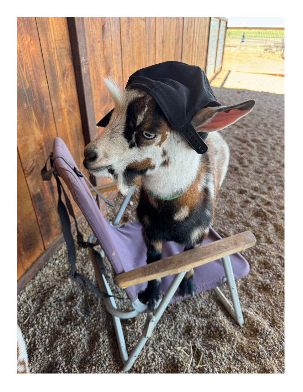 A playful ranch personality