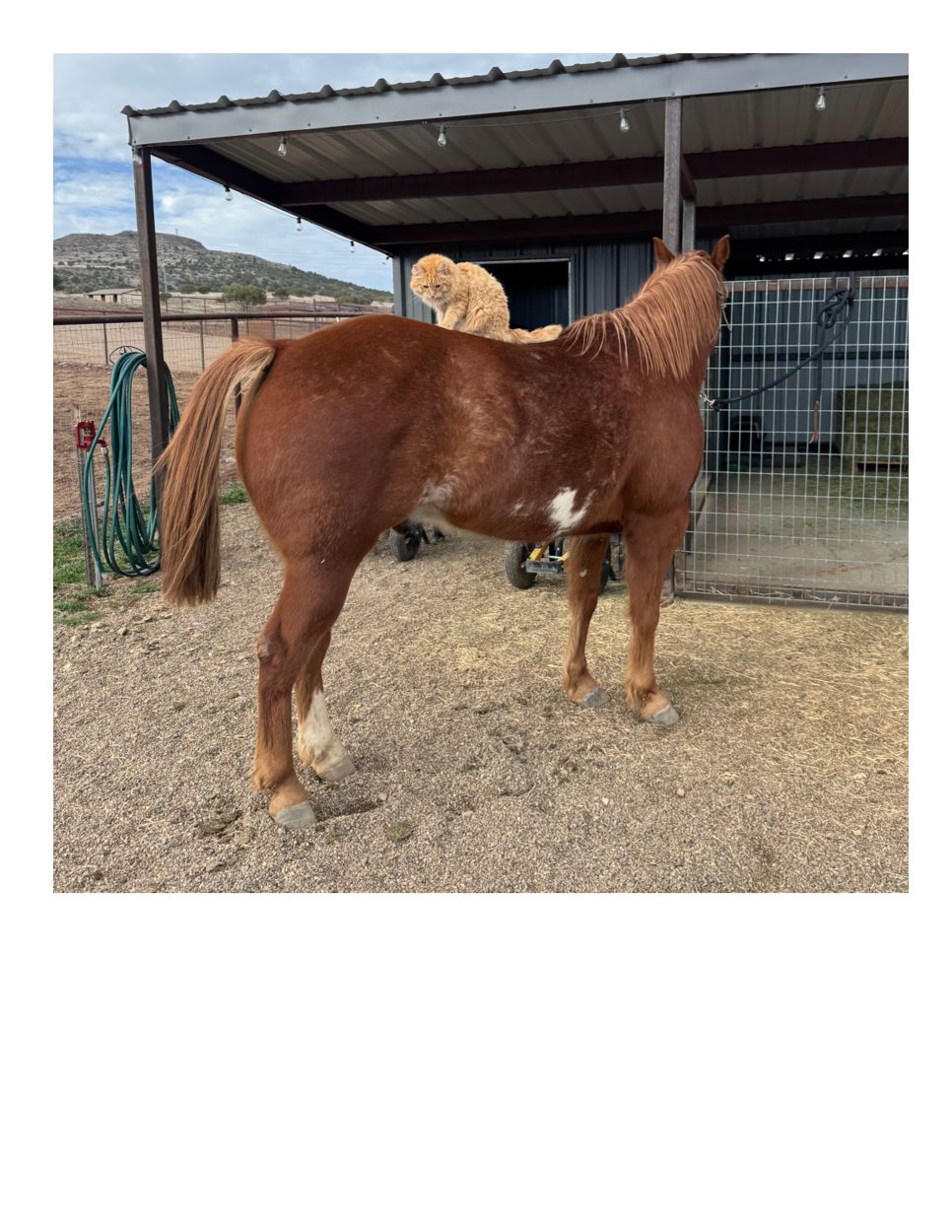 Horse and cat at Wopican Ranch