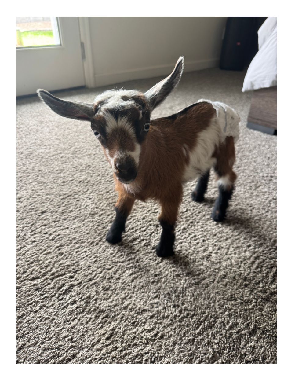 A little member of the ranch family