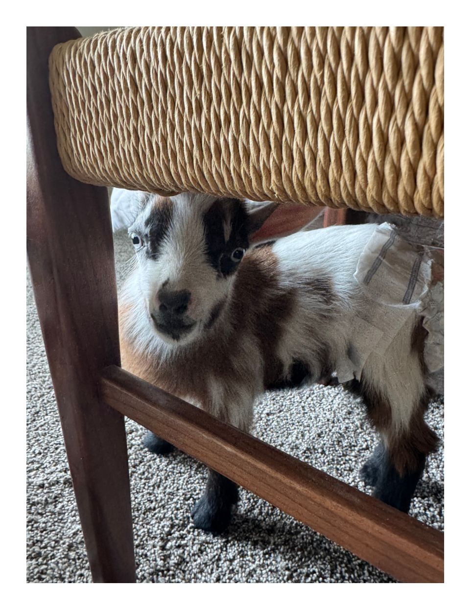 Curious little goat