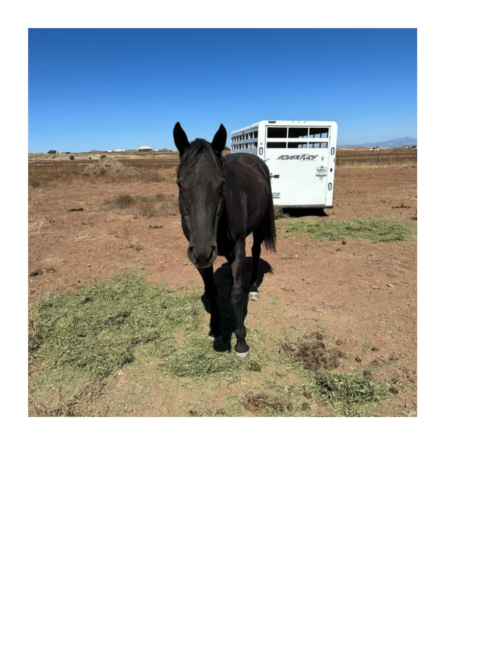 A horse enjoying the outdoors
