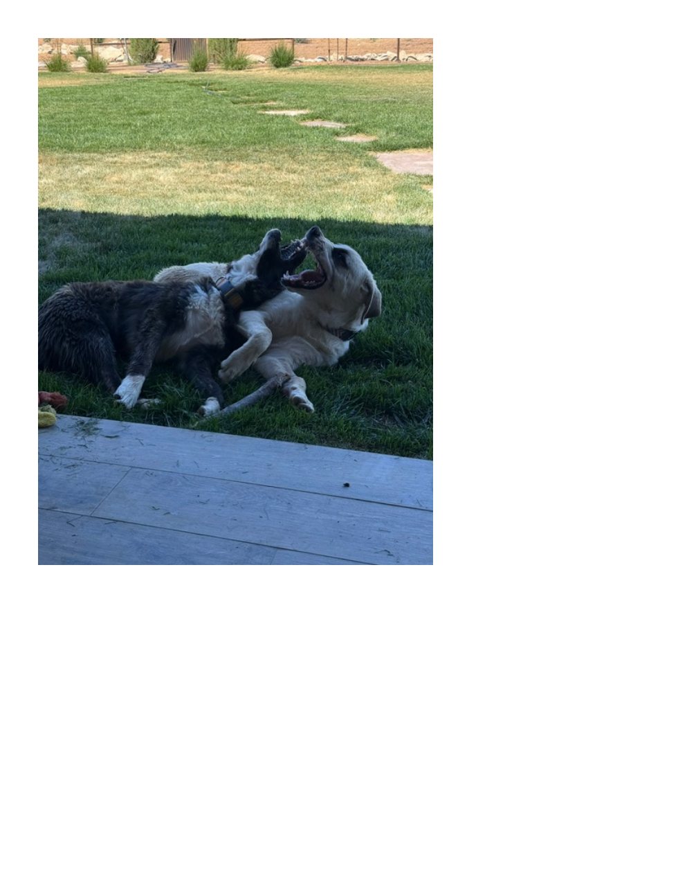 Playful dogs enjoying the grass