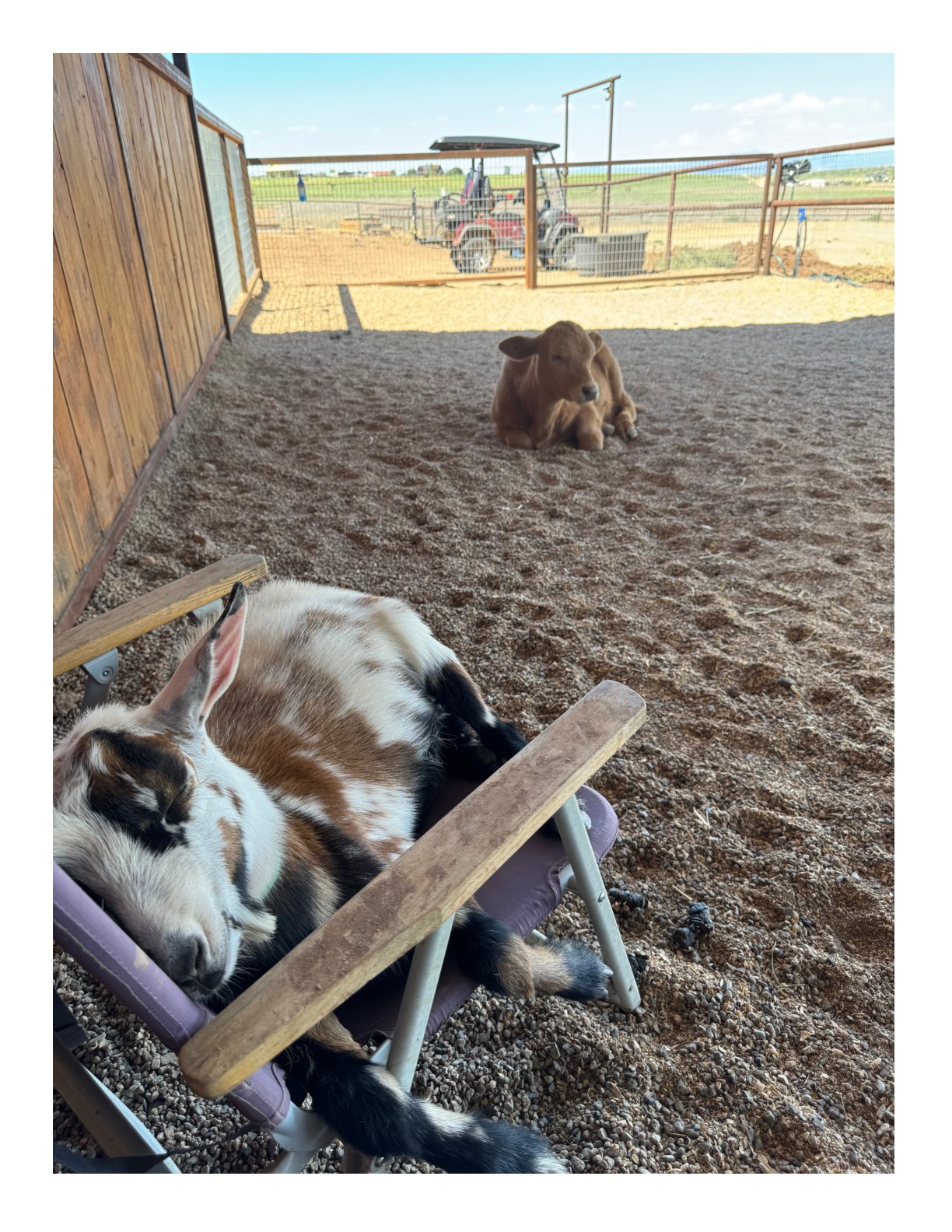A peaceful afternoon with the ranch animals