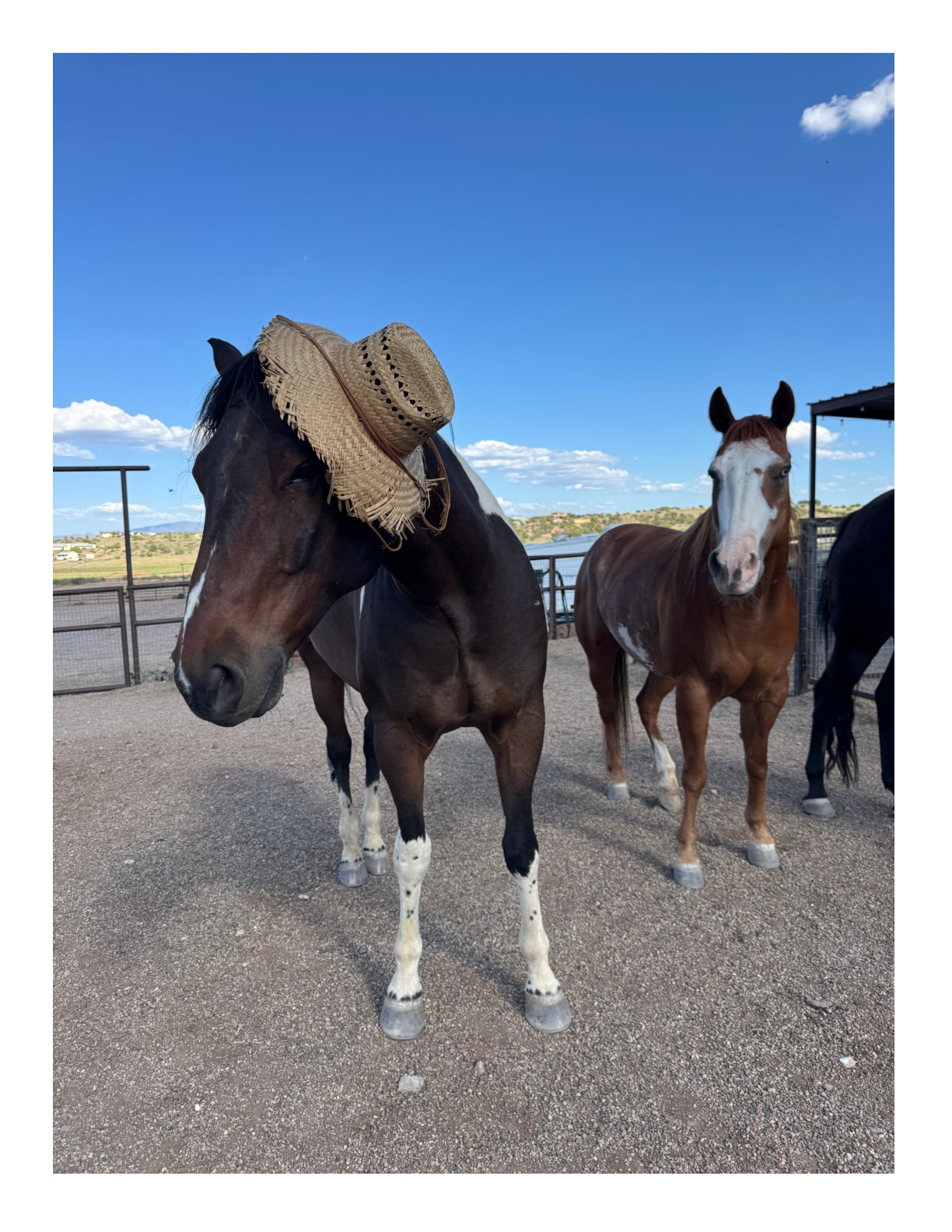 Our horses showing their personality