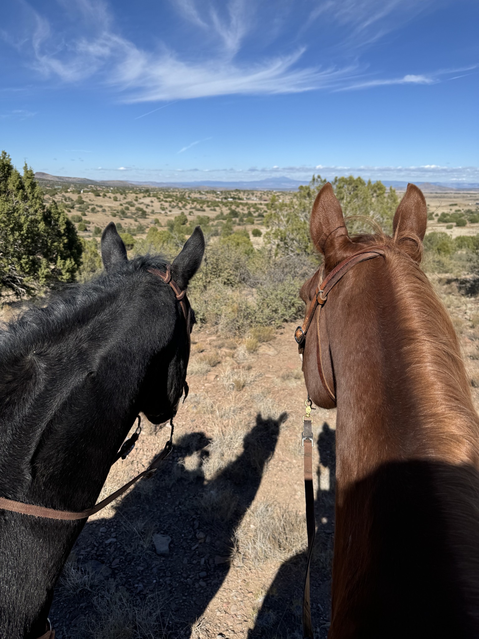 Two horses overlooking the Arizona landscape